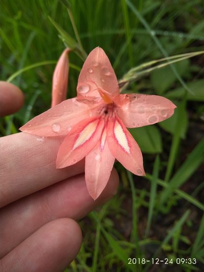 Gladiolus oligophlebius, photographed by Seth Musker