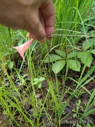 Gladiolus oligophlebius, photographed by Seth Musker