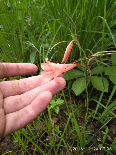 Gladiolus oligophlebius, photographed by Seth Musker