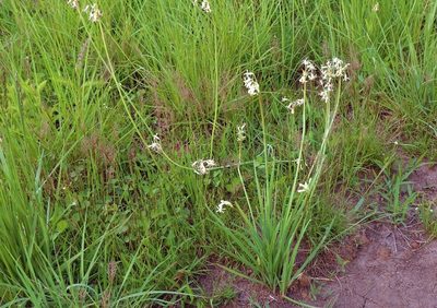 Tulbaghia leucantha, photographed by i_c_riddell