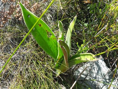 Corymbium congestum, photographed by Chris Vynbos