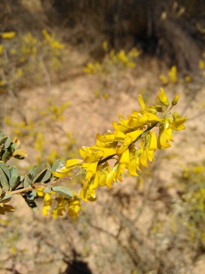 Wiborgia mucronata, photographed by Brian du Preez