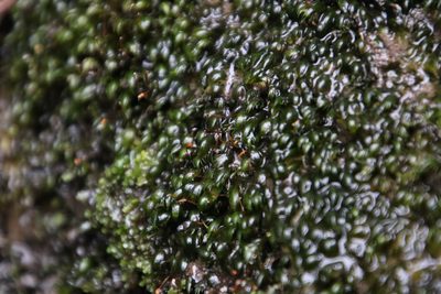 Fissidens fasciculatus, photographed by Tony Rebelo