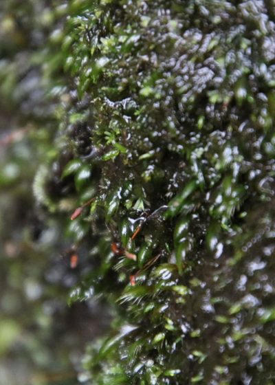 Fissidens fasciculatus, photographed by Tony Rebelo