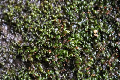 Fissidens fasciculatus, photographed by Tony Rebelo