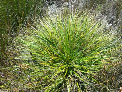 Tetraria triangularis, photographed by Chris Vynbos