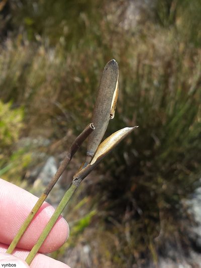 Elegia grandis, photographed by Chris Vynbos