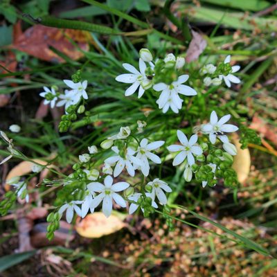 Nicipe rogersii, photographed by Di Turner