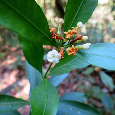 Gonioma kamassi, photographed by Di Turner