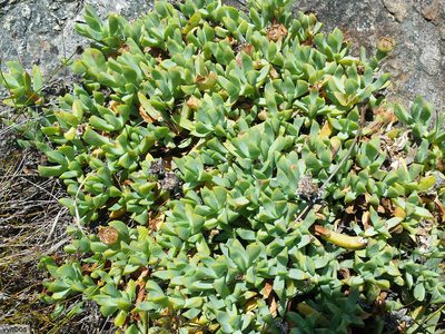 Erepsia heteropetala, photographed by Chris Vynbos
