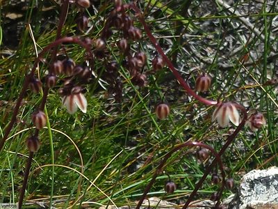 Rhadamanthus convallarioides, photographed by Chris Vynbos