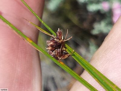 Ficinia acuminata, photographed by Chris Vynbos
