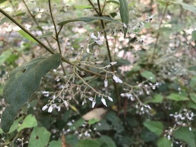 Lasiopetalum floribundum, photographed by Ann Bentley