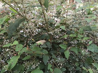 Lasiopetalum floribundum, photographed by Ann Bentley