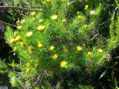 Pteronia camphorata, photographed by Chris Vynbos