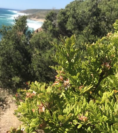 Boronia alata, photographed by Ann Bentley
