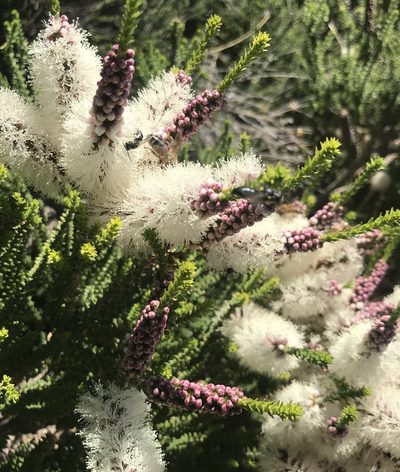 Melaleuca huegelii, photographed by Ann Bentley