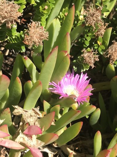 Carpobrotus virescens, photographed by Ann Bentley