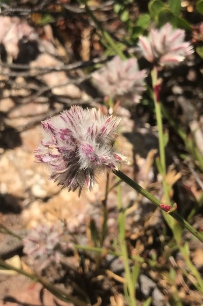 Ptilotus drummondii, photographed by Ann Bentley