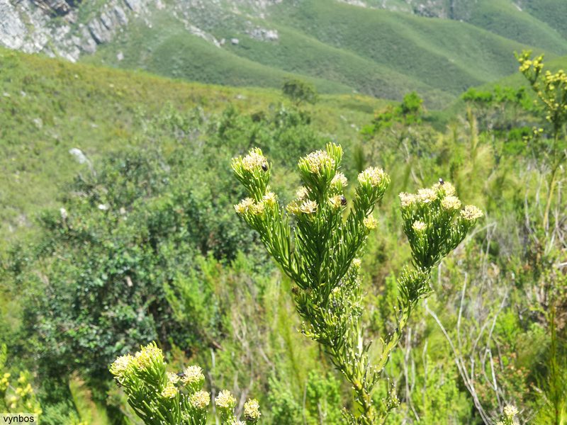 Thesium pinifolium, photographed by Chris Vynbos