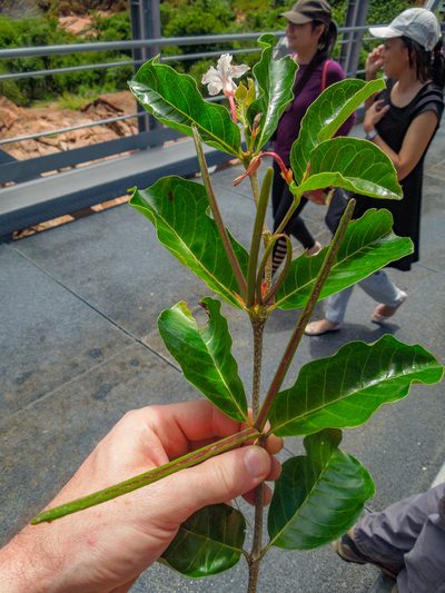 Mascarenhasia lisianthiflora, photographed by Shawn O'Donnell