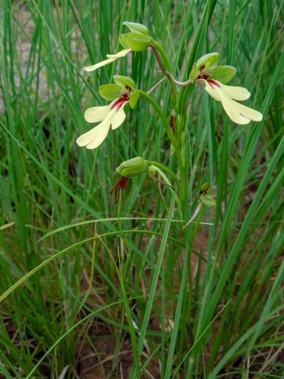 Cynorkis flexuosa, photographed by Shawn O'Donnell