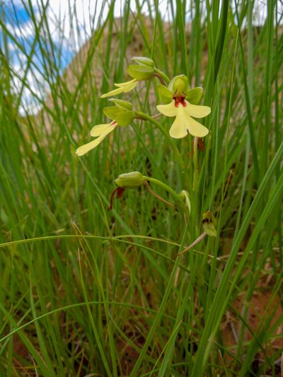 Cynorkis flexuosa, photographed by Shawn O'Donnell