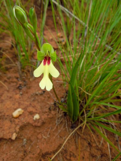 Cynorkis flexuosa, photographed by Shawn O'Donnell