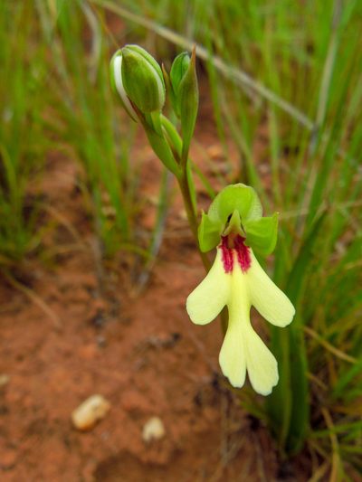 Cynorkis flexuosa, photographed by Shawn O'Donnell