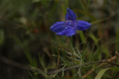 Delphinium grandiflorum, photographed by Vsevolod Rudyi