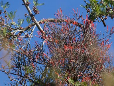 Psittacanthus sonorae, photographed by Bill Levine