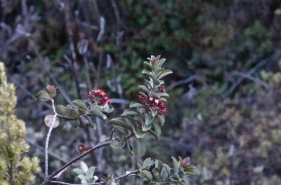 Santalum haleakalae, photographed by Rose Zappa