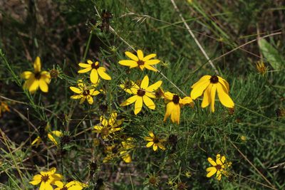 Coreopsis pulchra, photographed by Judy Gallagher