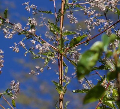 Condea decipiens, photographed by Bill Levine