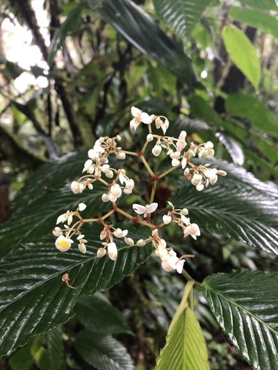 Begonia cooperi, photographed by Geoff Shuetrim