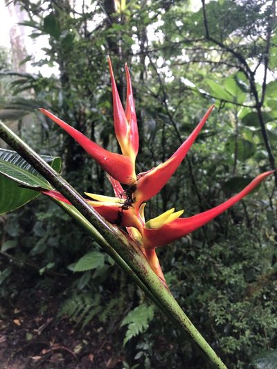 Heliconia monteverdensis, photographed by Geoff Shuetrim