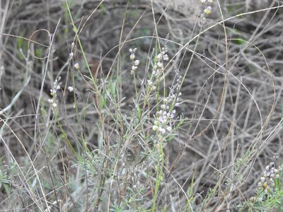 Monnina dictyocarpa, photographed by Guillermo Debandi