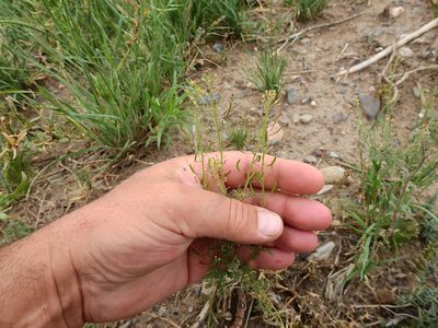 Descurainia pimpinellifolia, photographed by Guillermo Debandi