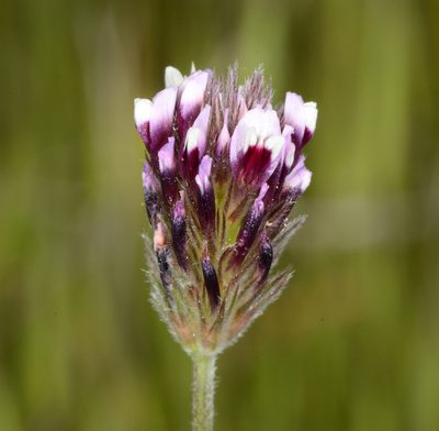 Trifolium dichotomum, photographed by Don Loarie