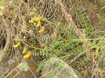 Adesmia grandiflora, photographed by Guillermo Debandi