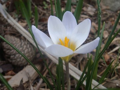 Crocus biflorus, photographed by Alie / C.A. Kratzer