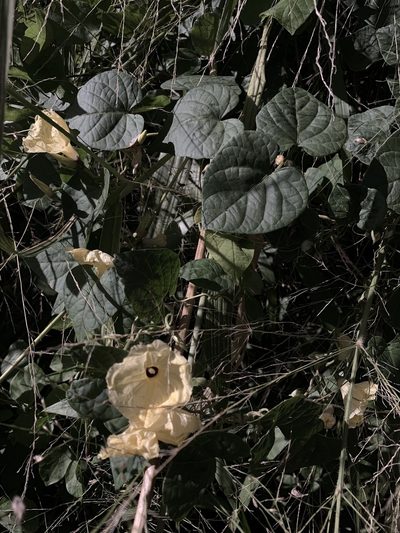 Ipomoea ochracea, photographed by Scott Loarie
