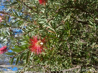 Melaleuca citrina, photographed by James Ray