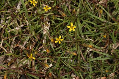Pectis glaucescens, photographed by Judy Gallagher