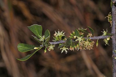 Sideroxylon reclinatum, photographed by Judy Gallagher