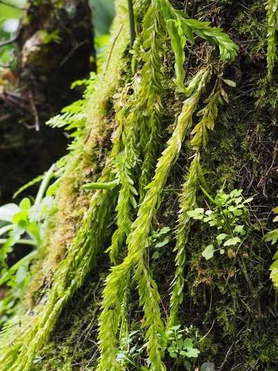 Phlegmariurus fordii, photographed by 葉子