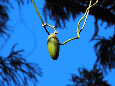 Marsdenia formosana, photographed by 葉子