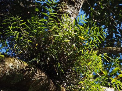 Dendrobium chryseum, photographed by 葉子