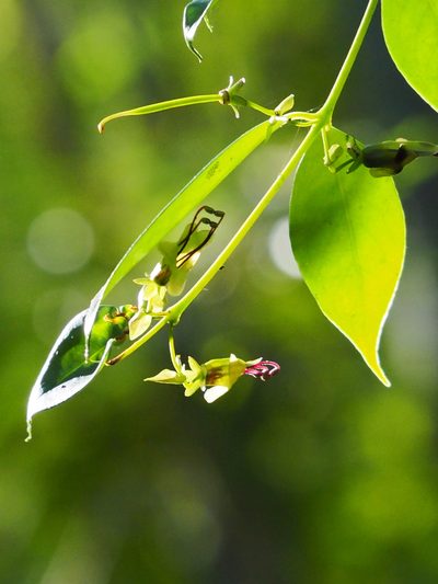 Aeschynanthus acuminatus, photographed by 葉子