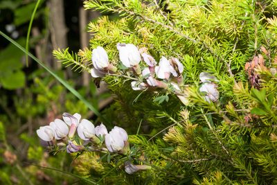 Chamaecytisus purpureus, photographed by Drepanostoma